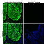 Desmin Antibody in Immunohistochemistry (Paraffin) (IHC (P))