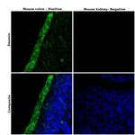 Desmin Antibody in Immunohistochemistry (Paraffin) (IHC (P))