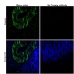 Desmin Antibody in Immunohistochemistry (Paraffin) (IHC (P))