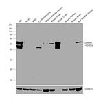 Desmin Antibody in Western Blot (WB)