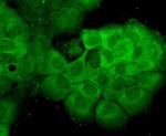 HSP70 Antibody in Immunocytochemistry (ICC/IF)