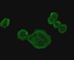 HSP70 Antibody in Immunocytochemistry (ICC/IF)