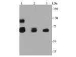 HSP70 Antibody in Western Blot (WB)