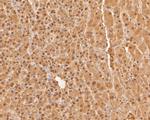 PSMA7 Antibody in Immunohistochemistry (Paraffin) (IHC (P))