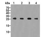 PSMA7 Antibody in Western Blot (WB)