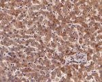 C1 inhibitor Antibody in Immunohistochemistry (Paraffin) (IHC (P))