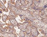 C1 inhibitor Antibody in Immunohistochemistry (Paraffin) (IHC (P))