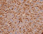 C1 inhibitor Antibody in Immunohistochemistry (Paraffin) (IHC (P))