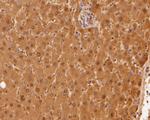 HPD Antibody in Immunohistochemistry (Paraffin) (IHC (P))