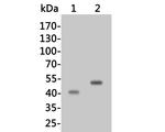 HPD Antibody in Western Blot (WB)