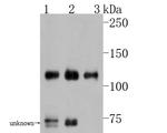 Contactin 2 Antibody in Western Blot (WB)