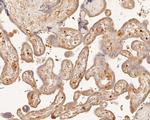 PDCD6 Antibody in Immunohistochemistry (Paraffin) (IHC (P))