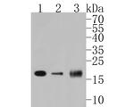 PDCD6 Antibody in Western Blot (WB)