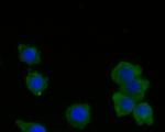 RARS Antibody in Immunocytochemistry (ICC/IF)