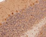 RARS Antibody in Immunohistochemistry (Paraffin) (IHC (P))