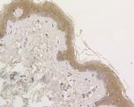 OAS3 Antibody in Immunohistochemistry (Paraffin) (IHC (P))