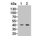 Nodal Antibody in Western Blot (WB)