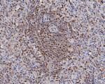 MST1 (STK4) Antibody in Immunohistochemistry (Paraffin) (IHC (P))