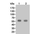 MST1 (STK4) Antibody in Western Blot (WB)