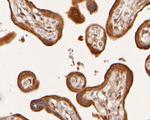 ADK Antibody in Immunohistochemistry (Paraffin) (IHC (P))