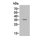 MEOX2 Antibody in Western Blot (WB)