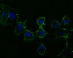 PLSCR1 Antibody in Immunocytochemistry (ICC/IF)