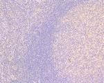 PLSCR1 Antibody in Immunohistochemistry (Paraffin) (IHC (P))