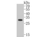 PLSCR1 Antibody in Western Blot (WB)