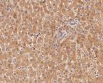 GAMT Antibody in Immunohistochemistry (Paraffin) (IHC (P))