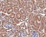 PP1 alpha Antibody in Immunohistochemistry (Paraffin) (IHC (P))