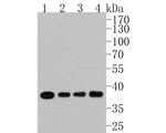 PP1 alpha Antibody in Western Blot (WB)