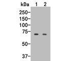 Syk Antibody in Western Blot (WB)