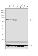 Syk Antibody in Western Blot (WB)