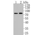 ACVR2A Antibody in Western Blot (WB)