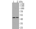 INHBB Antibody in Western Blot (WB)