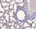 Ly-6C Antibody in Immunohistochemistry (Paraffin) (IHC (P))