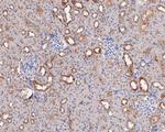 PER1 Antibody in Immunohistochemistry (Paraffin) (IHC (P))