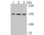 PER1 Antibody in Western Blot (WB)