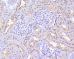 UAP56 Antibody in Immunohistochemistry (Paraffin) (IHC (P))