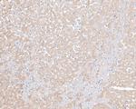 Phospholamban Antibody in Immunohistochemistry (Paraffin) (IHC (P))