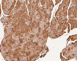 Phospholamban Antibody in Immunohistochemistry (Paraffin) (IHC (P))