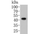 JNK2 Antibody in Western Blot (WB)