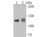 CD49c (Integrin alpha 3) Antibody in Western Blot (WB)