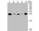 TCF21 Antibody in Western Blot (WB)