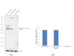 Phospho-AKT2 (Ser474) Antibody in Western Blot (WB)