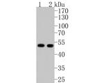 PAI1 Antibody in Western Blot (WB)