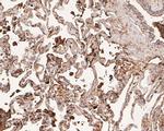 Aquaporin 4 Antibody in Immunohistochemistry (Paraffin) (IHC (P))