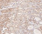 ONECUT3 Antibody in Immunohistochemistry (Paraffin) (IHC (P))