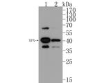 XPA Antibody in Western Blot (WB)