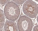 AMH Antibody in Immunohistochemistry (Paraffin) (IHC (P))